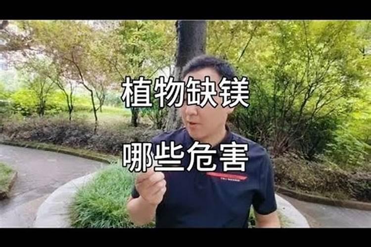 施用镁肥方法是什么？