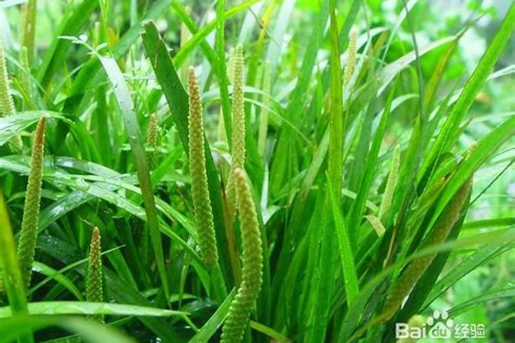 石菖蒲怎么养长的好