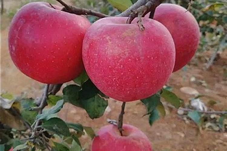 果皮怎么发酵做肥料