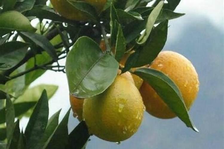 夏橙怎样种植才不会厚皮