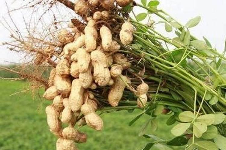 花生开花期施什么肥料