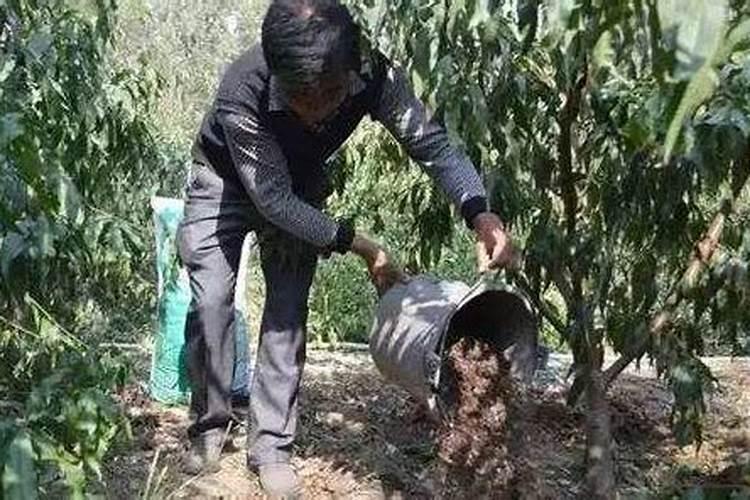 李子树的需肥特点是什么？