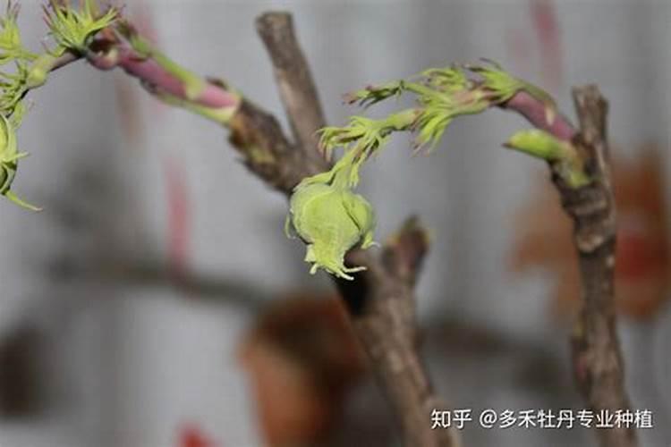 牡丹有花苞了怎么施肥？