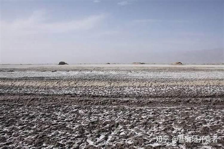 试用什么化肥可以调理盐碱地