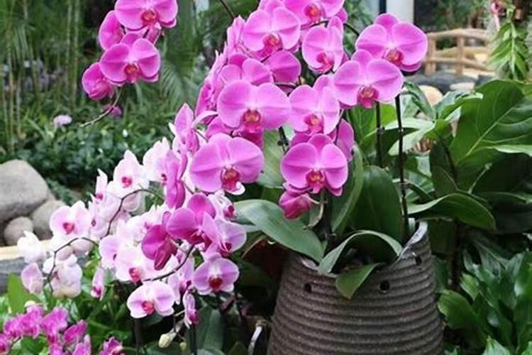 蝴蝶兰的肥料有那些？？