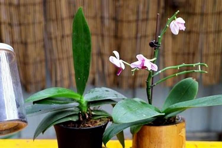 蝴蝶兰应该施什么肥,什么季节施肥好？