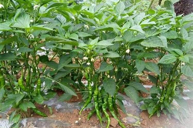 辣椒开花施什么肥适合 可以施加氮肥吗