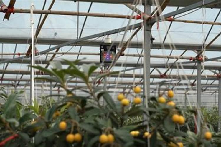 枇杷树保花保果打什么药最好