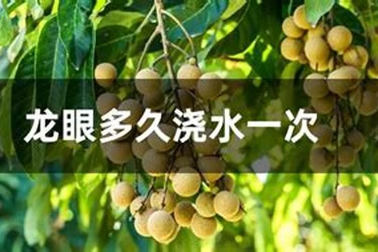 为什么家里的龙眼在树杆上结果了