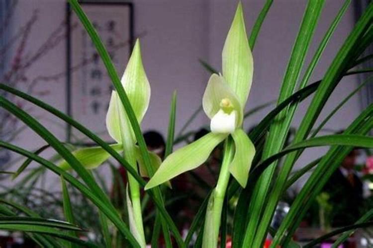 兰花一直不开花怎么办,如何让兰花开花