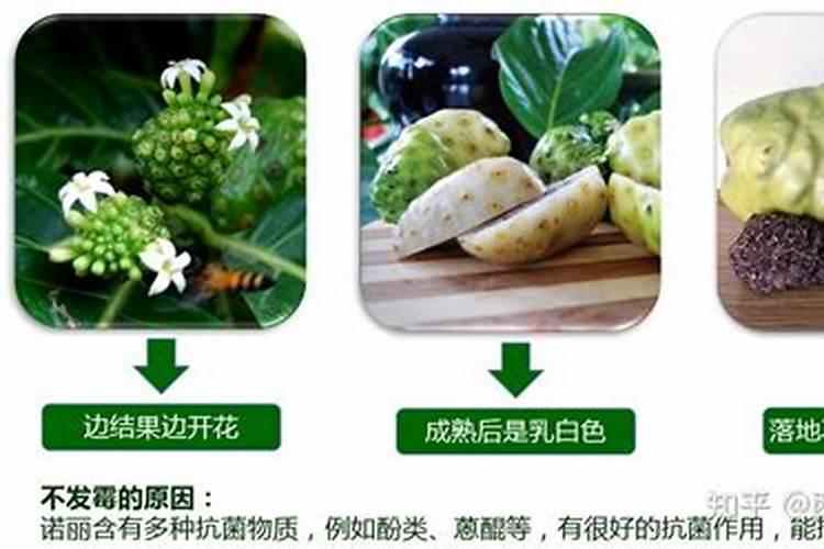 诺丽果树的叶子变黄是什么原因？