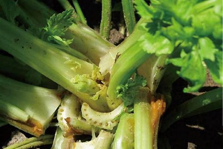 芹菜烂根,地板结,用什么药