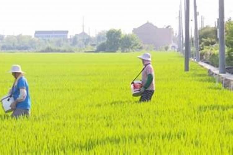 采用喷雾法喷洒农药时对着作物的哪里喷才最合适？