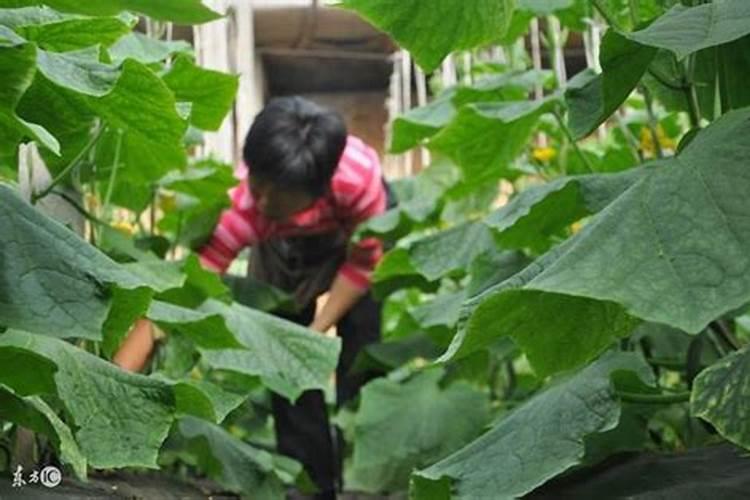 黄瓜花打顶时喷什么药