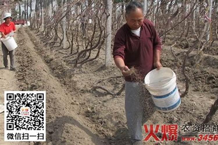 葡萄转色期,钾肥您用对了吗