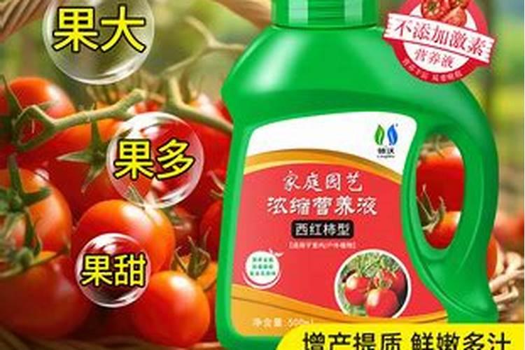 一叶兰怎么施肥