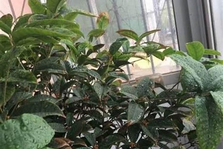 桂花树开花超多,叶子黄了是怎么啦？