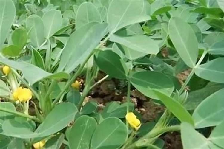 种植花生磷肥的正确方法