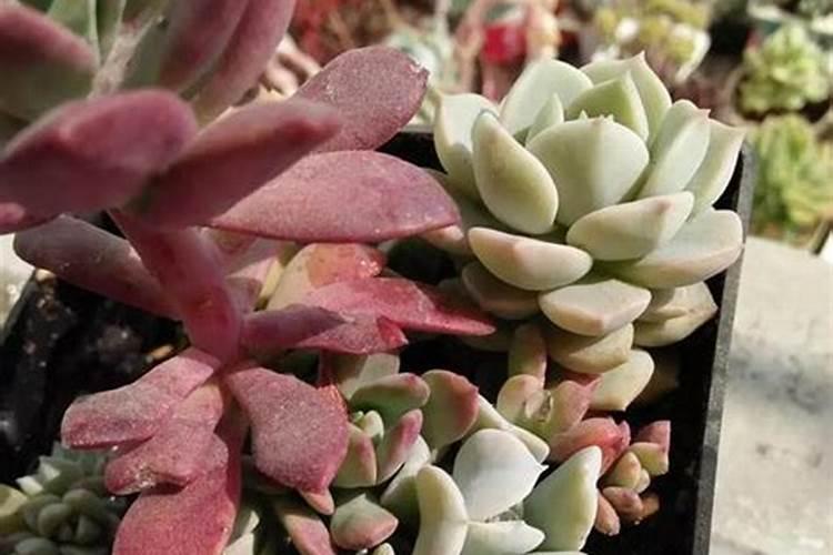 多肉种多久可以浇肥料 多肉什么时候需要施肥？
