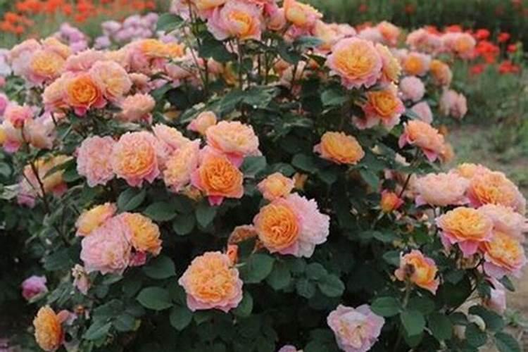 三伏天可以给月季花施土肥吗