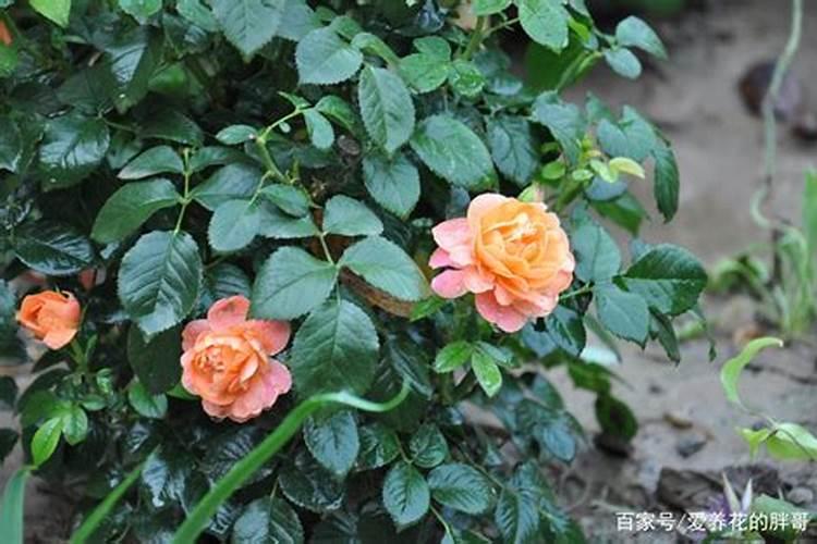 月季花如何施肥呢？牢记“2点”,不停生长,不停开花,是真的吗？