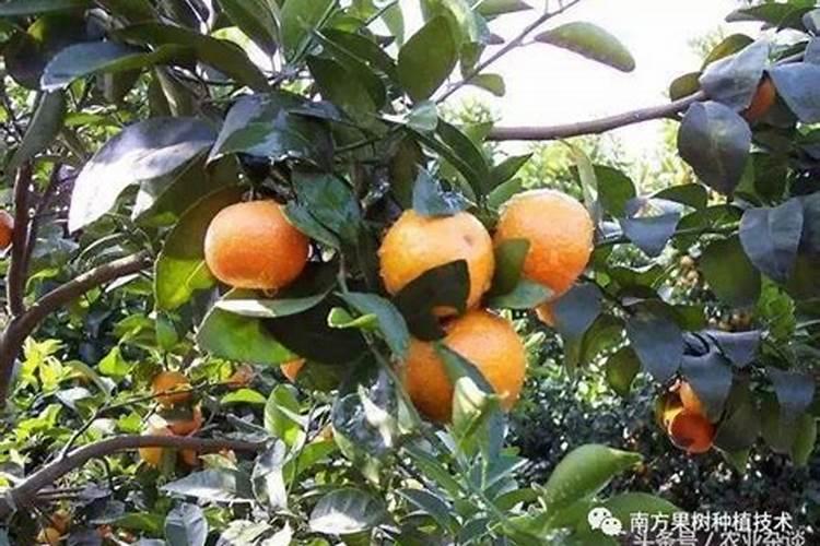 柑桔如何施肥 柑桔施肥方法注意事项