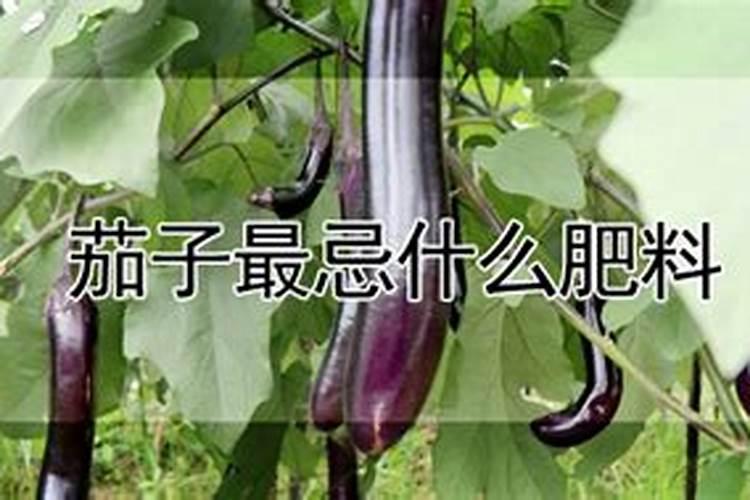 茄子追肥用什么肥料好 几月份开始追肥