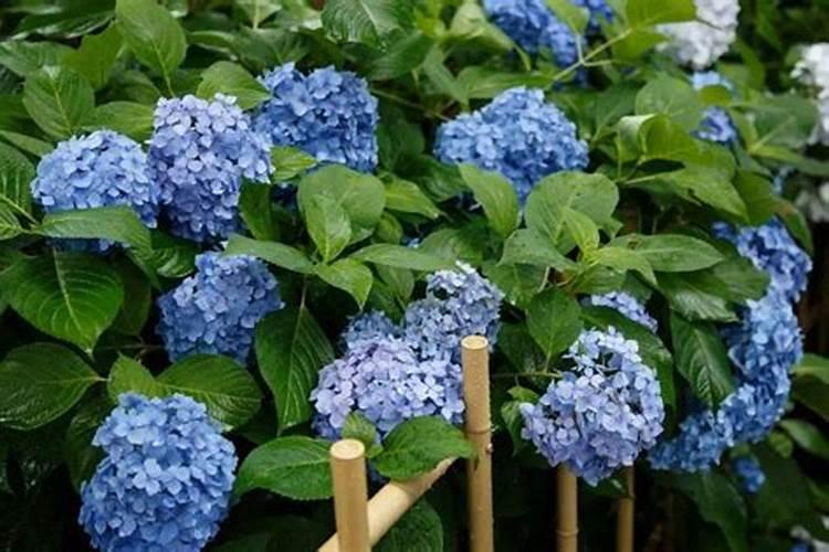 养绣球花却不会调色？你算是白养了!绣球花无尽夏调色方法