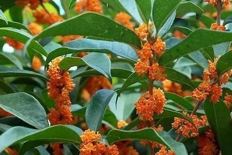 什么季节适合种植蓝莓？