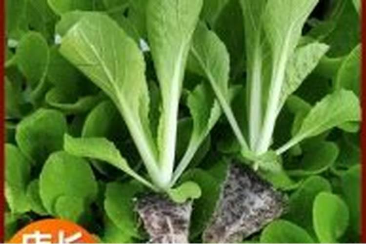 复合肥追施大白菜可以吗？