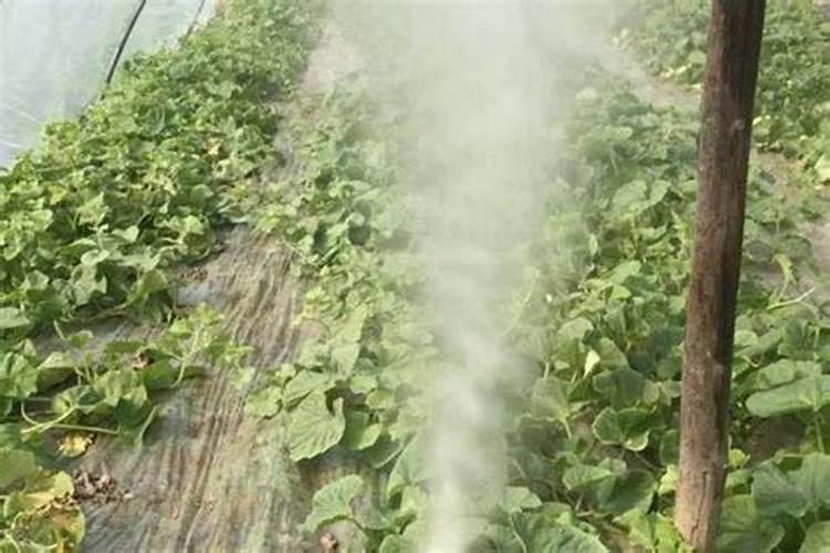 打完矿物油多久可以打叶面肥