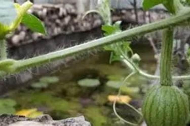 西瓜挂果后施什么肥,挂果后怎么浇水