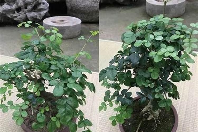 苹果树什么时候用水溶肥,怎么用最好