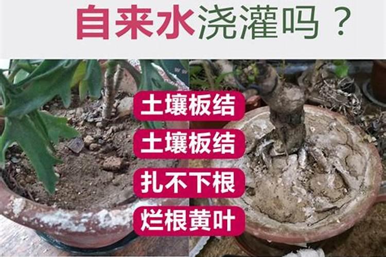 葡萄第一次施肥,是在发芽前施入好呢？还是等芽发出来后进行第一次施肥...