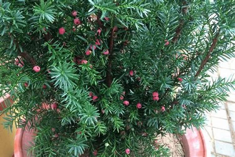 荷兰豆用什么肥料最好