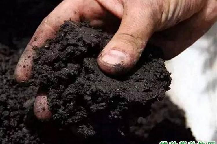 死鱼可以做肥料吗