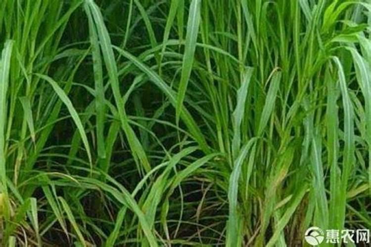 牧草种植方法有什么,牧草种植管理与利用