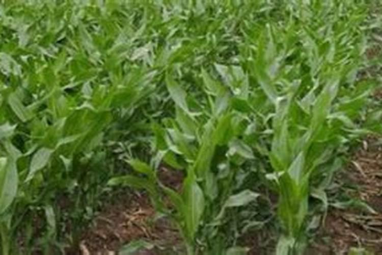 小麦5月份打什么药,上午打药好还是下午