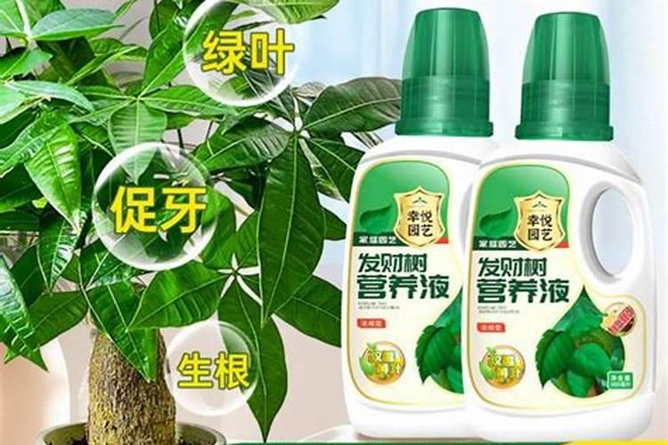 用什么浇灌发财树新芽新叶蹿满盆