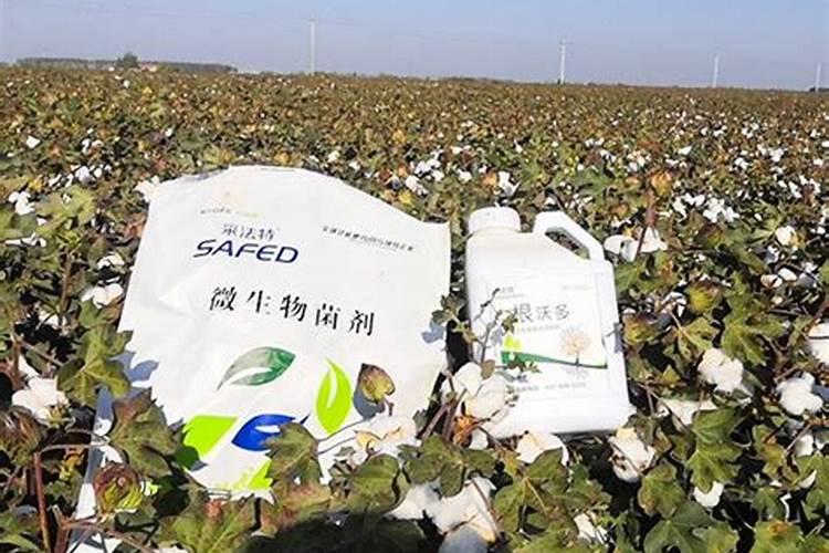 硼肥有哪些主要品种？怎样施用？