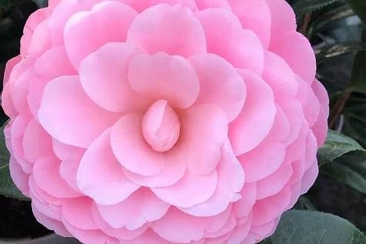 四季桂花用什么肥料