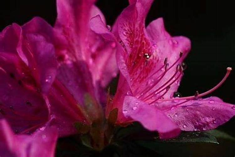 杜鹃花怎么养花蕾期施什么肥