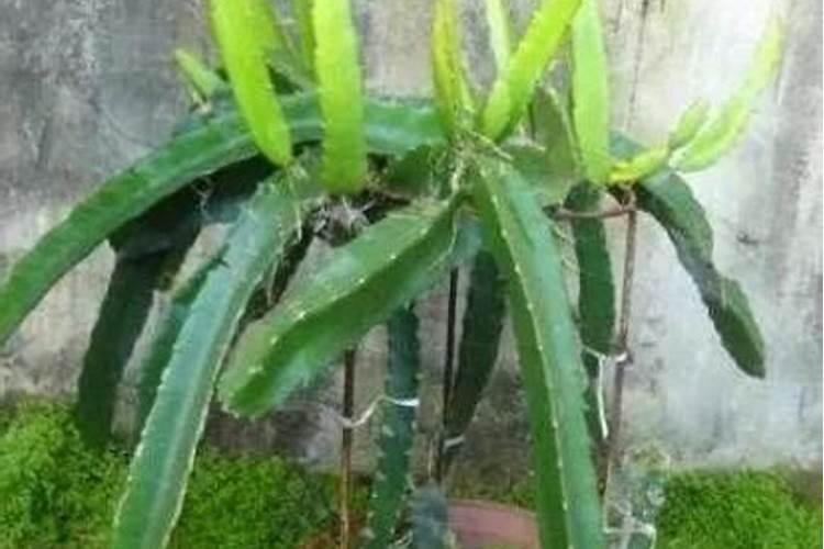 西瓜膨果期用什么肥料
