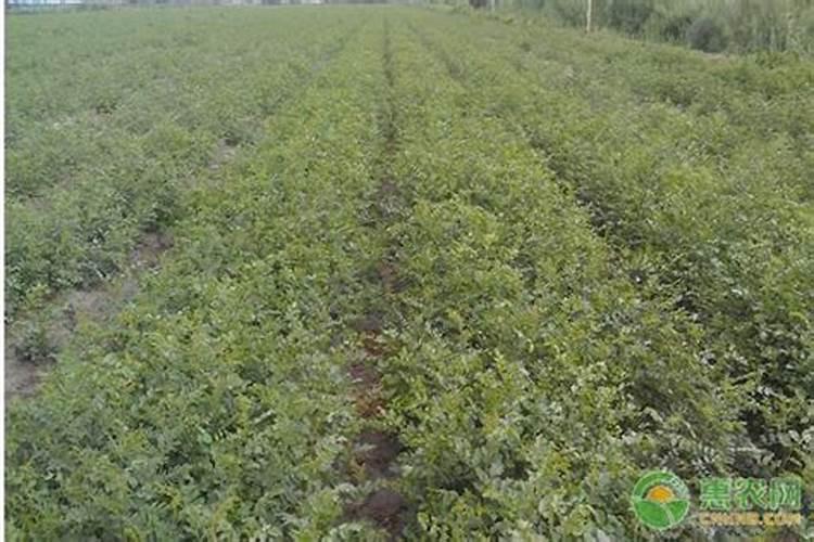 果树开花期可以施尿素肥吗？