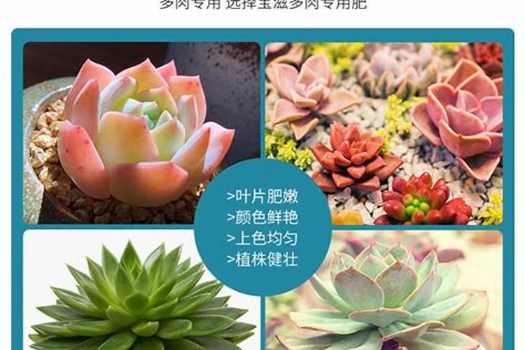 多肉肥给别的花使用(多肉植物花肥)