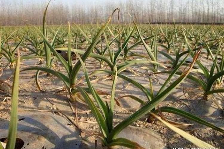 大蒜水肥管理措施 大蒜养殖技巧总结
