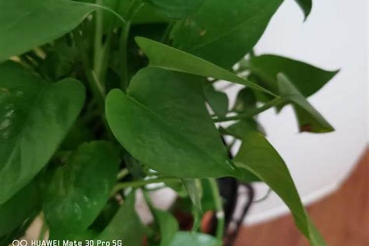 水培绿萝用什么肥料最好