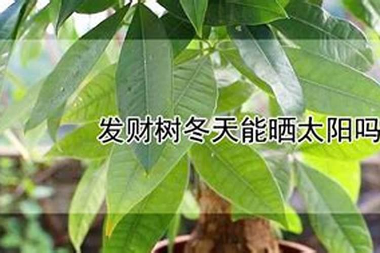 花施肥后能晒太阳吗？给花施肥需要注意什么