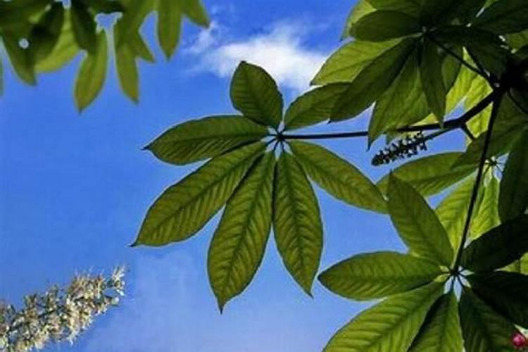 红豆杉盆栽种植方法和注意事项