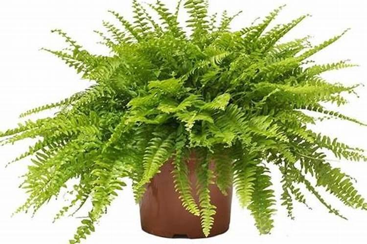 室内植物像火烧过一样胶了是怎么回事